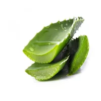 Aloevera1-q8odx4vj1epw4savtkiqccxwieab7s30vf1kn355g0.webp